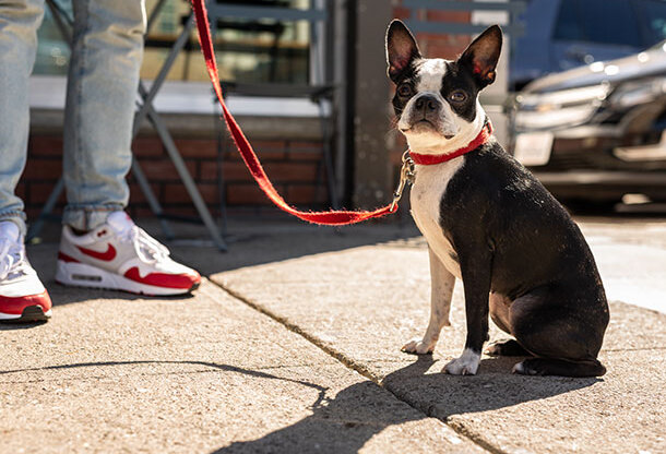 Image of a french bull dog on a leash