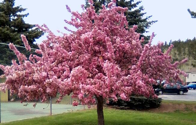 Candlewood Apartments - Cherry Blossom Tree