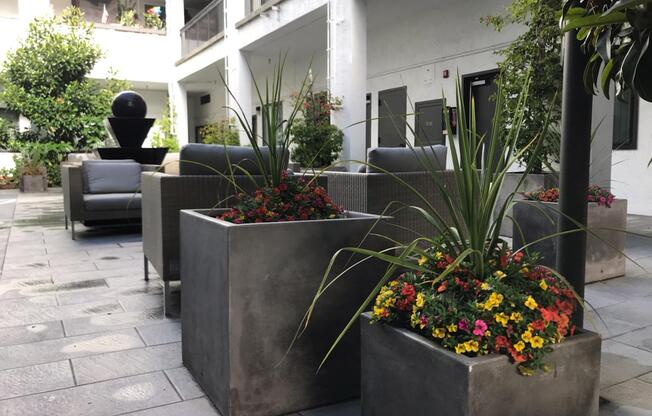 Colored flowers in potted plants