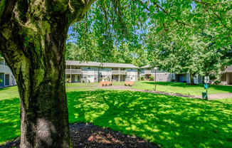 a grassy area with a tree in the foreground