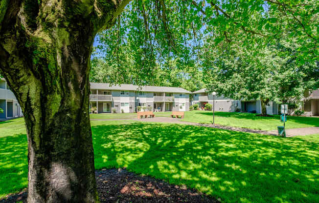 a grassy area with a tree in the foreground