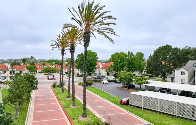 Palm Trees Lining the Entrance of Canyon Club Apartments