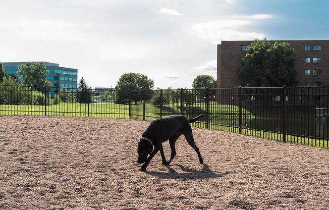 a dog running in a dog park with buildings in the background