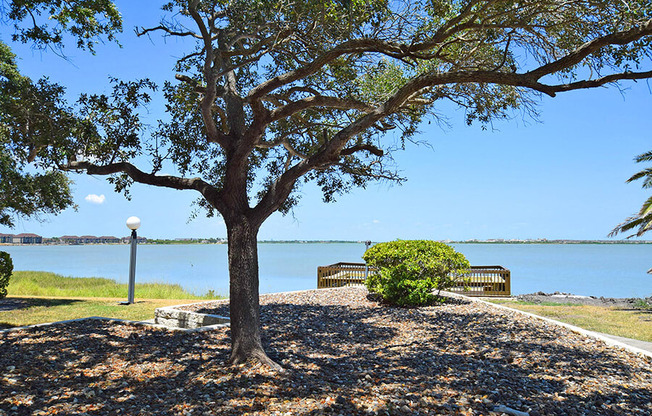 Tree near water