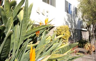 1p174 - 447 Orange Street