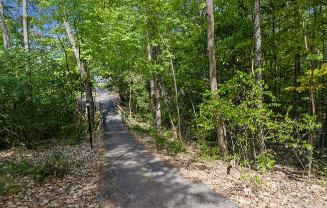 a path through the woods on the trail
