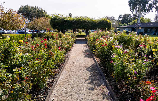 Rose garden path at The Grove at Walnut Creek Apartments in Walnut Creek, CA.