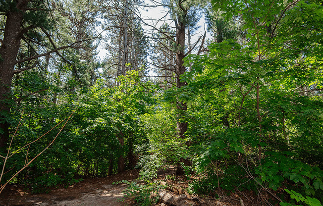 a trail through the woods