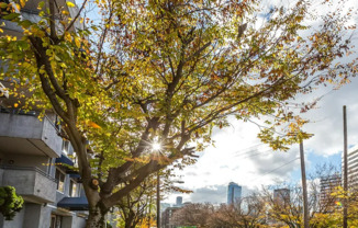 Luminaire Apartments