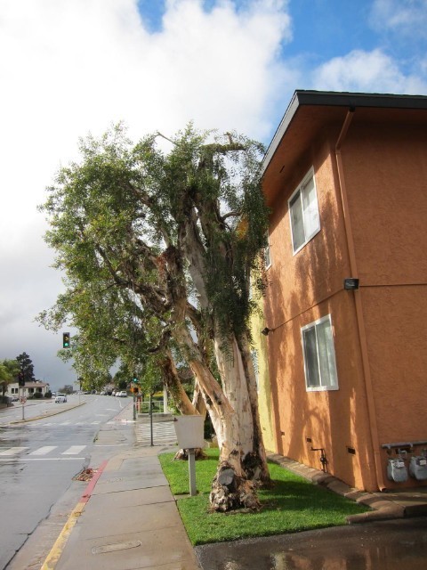 1 bed, 1 bath, 700 sqft, $1,895, Unit 6