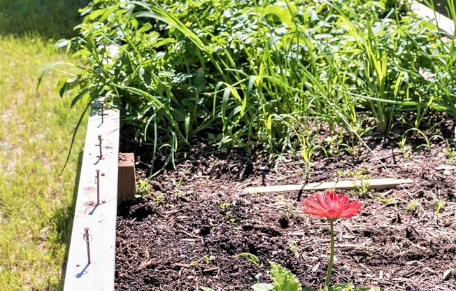 Raised Garden Beds