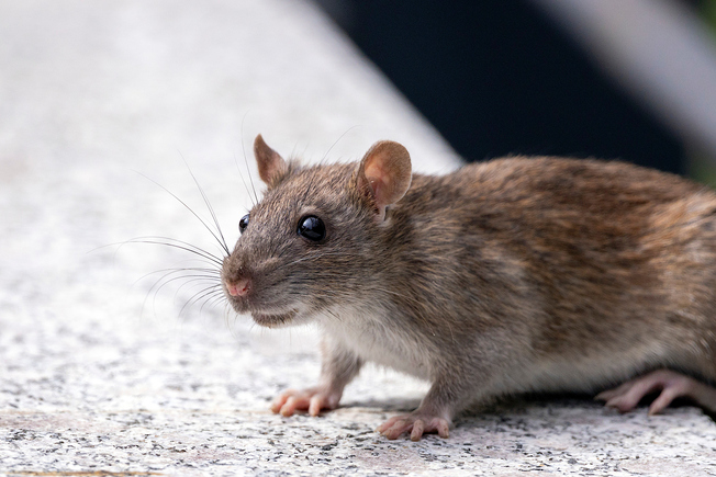 Which Neighborhoods in Boston Have the Most Rats?