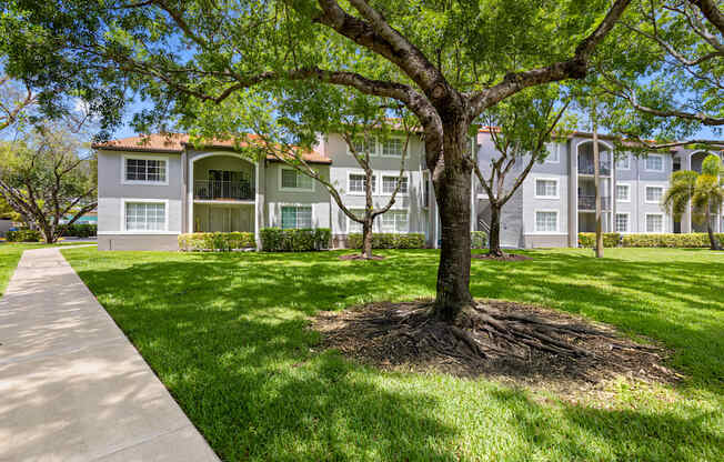 A tree in front of apartment buildings.