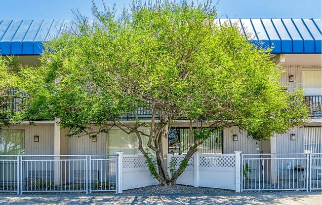 A tree in front of a white building with a blue roof.