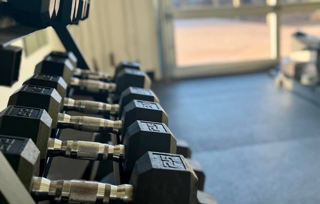 A row of black dumbbells with white handles are lined up on a rack in a gym.