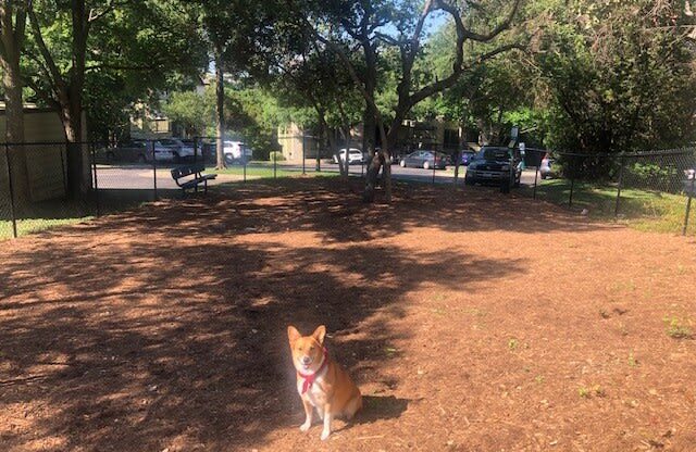 Dog in community dog park  | Museo