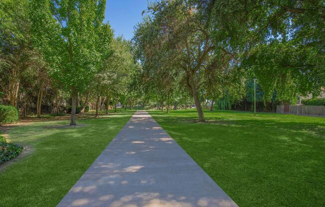 a tree in a park