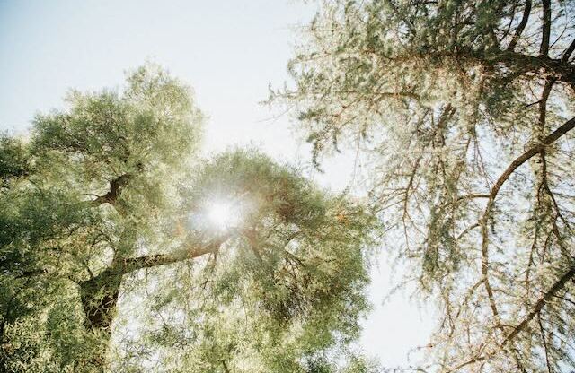 The award winning tree canopy above Cranbrook.