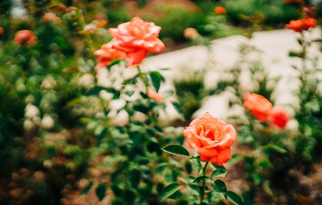 The Roseberry Rose Garden at The Roseberry, Columbia, South Carolina
