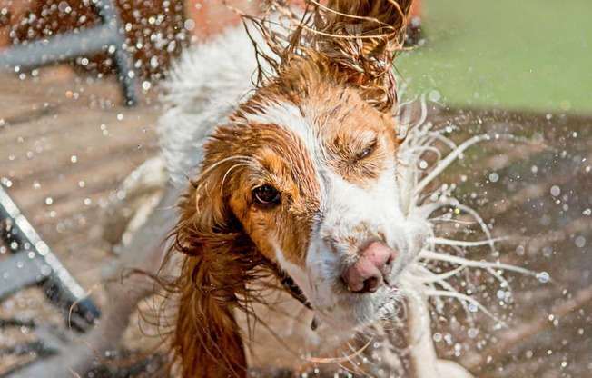 Dog at Bark Park