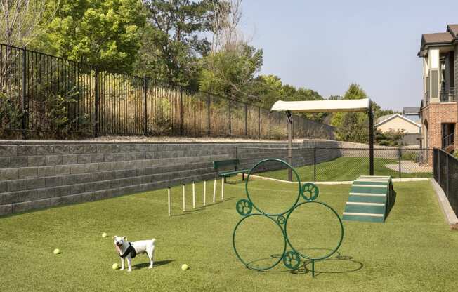 a dog is standing on a grassy area with a seesaw in the middle of it