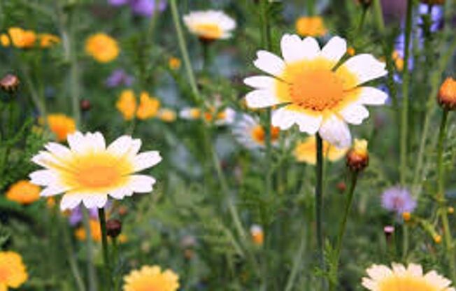 2 beds, 2 baths, 892 sqft, $1,509, Unit 162