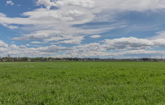 a large green field