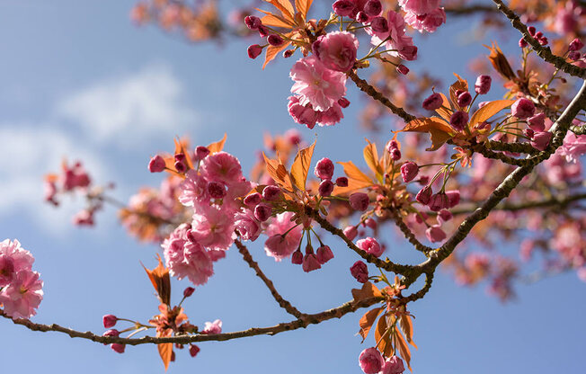 cherry blossomat Harbor Heights 55+ Community, Washington, 98501