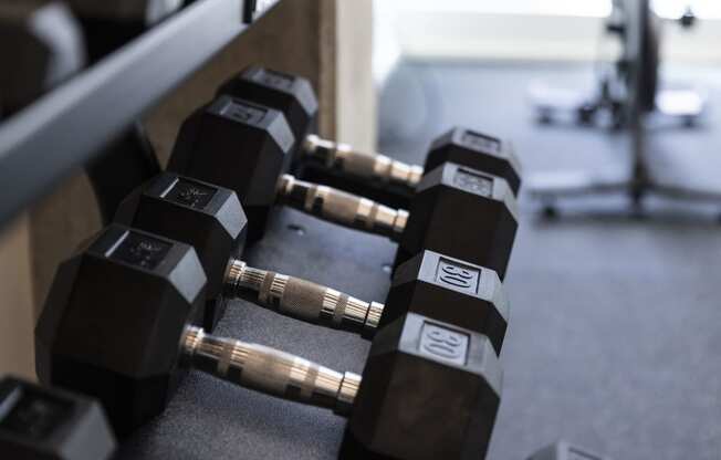 a row of black dumbbells in a gym at Analog PDX, Oregon