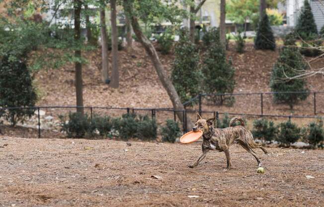 Walton on the Chattahoochee Fenced Dog Park, Atlanta GA