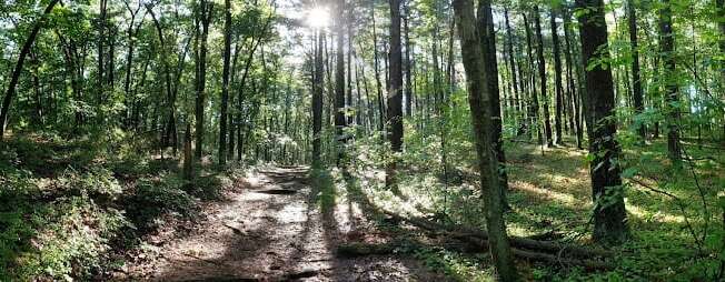 a dirt trail in the middle of a forest