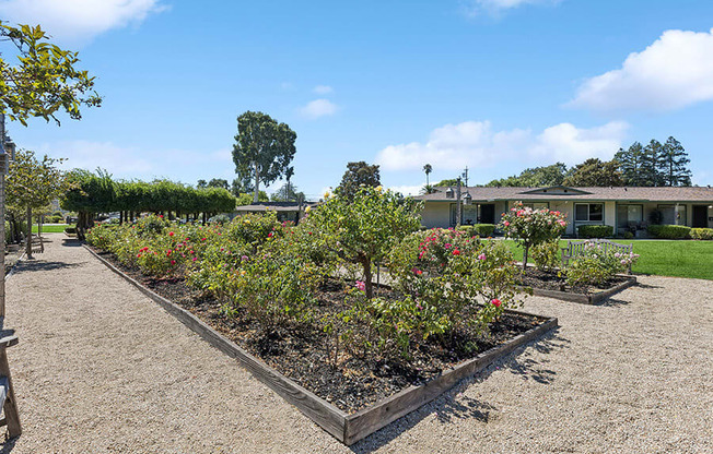 Row of plants in a garden at Walnut Creek Manor Apartments in Walnut Creek, CA