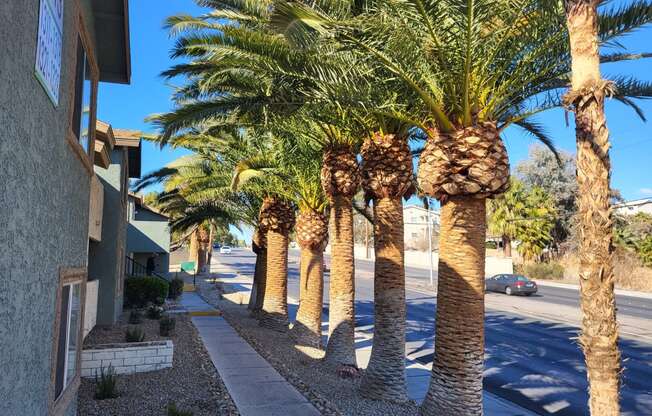 a row of palm trees in front of a building