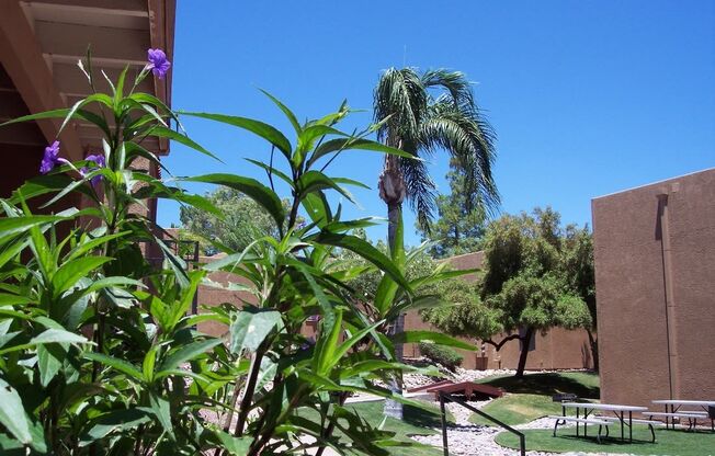 Landscaping at La Lomita Aprtments in Tucson Arizona 4 2021