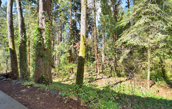 A forest with a path and trees.