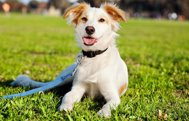 Dog on Leash