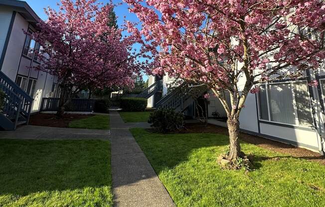 A tree with pink blossoms stands in a grassy area.