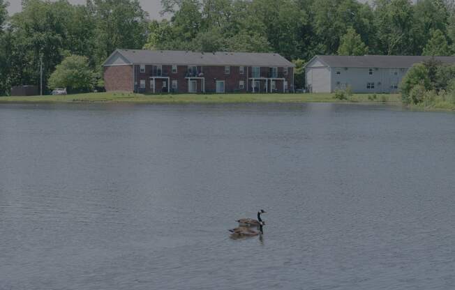 a duck swimming in a lake in front of a building