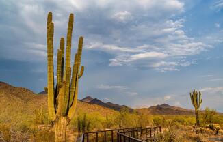Discover serene trails and breathtaking desert views at McDowell Sonoran Preserve.