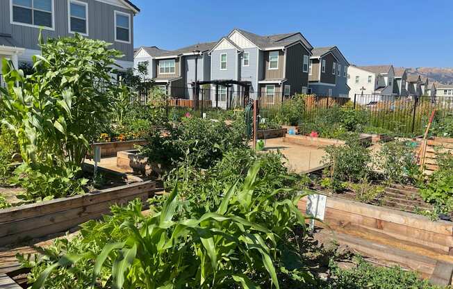 Morgan Ranch Community Garden area with garden boxes and plants growing at Morgan Ranch Apartments, Morgan Hill