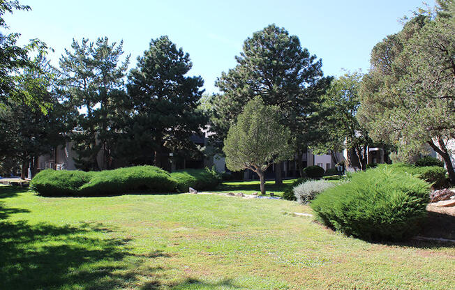 a grassy area with trees in the background