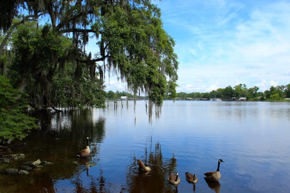 Flock of Canadian Geese swimming in the river at Preserve at Cedar River Apartments, Jacksonville, FL, 32210