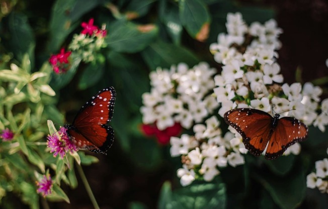 Beautiful Butterflies at Butterfly Wonderland