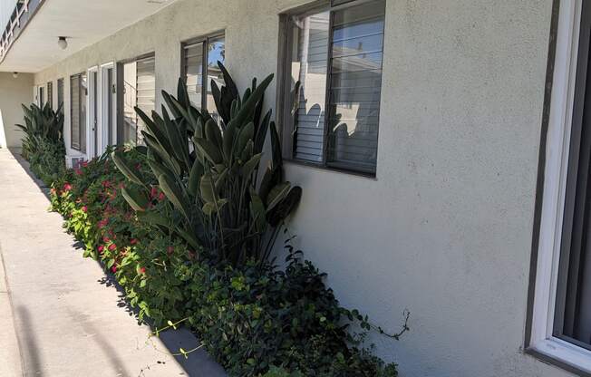 Gardens along central walkway in front of apartments at Los Robles in Pasadena, California.