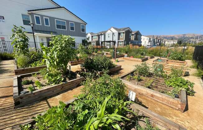 Morgan Ranch Community Garden area with numerous garden boxes at Morgan Ranch Apartments, Morgan Hill, California