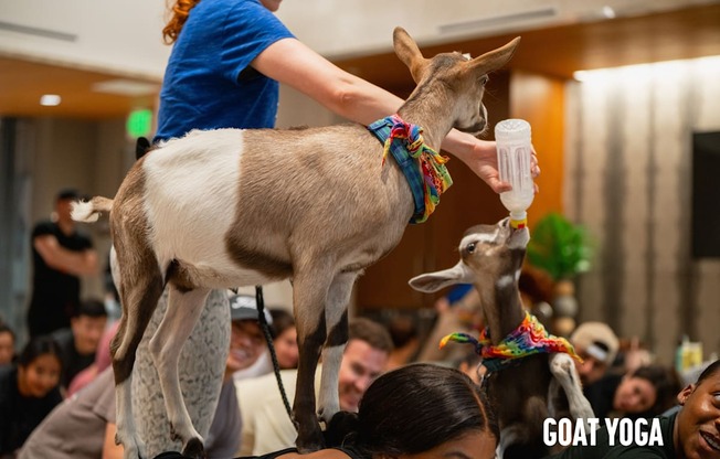A woman is doing yoga with a goat on her back.