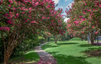 a path in a park with pink flowering trees