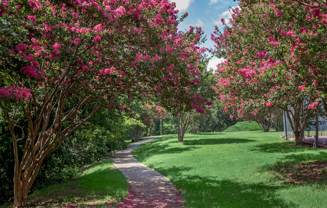 a path in a park with pink flowering trees