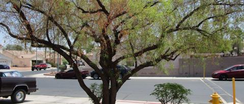 1864 FOSSIL BUTTE WAY