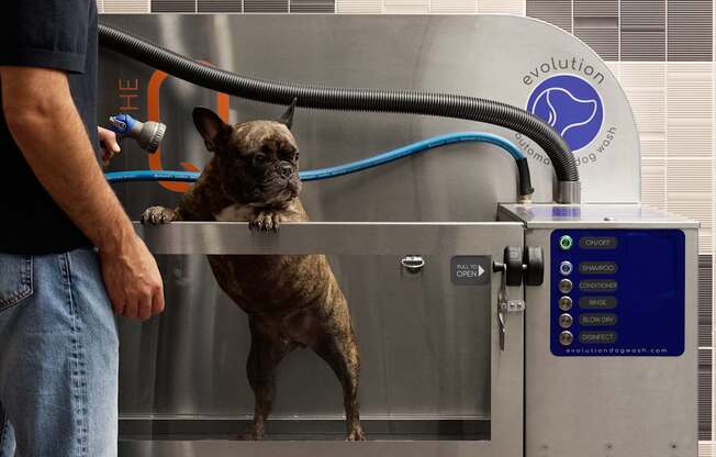 A man is grooming a dog in a grooming station.